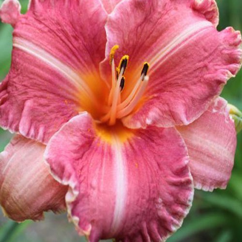 Лілійник "EI Rosario