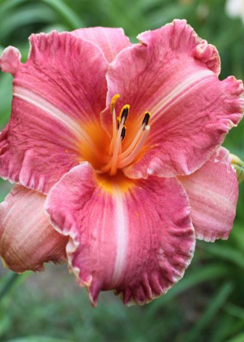 Лілійник "EI Rosario