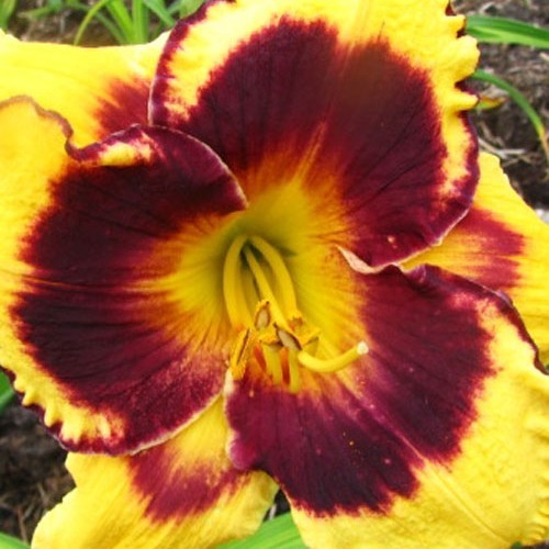 Лілійник "Elde Sperado