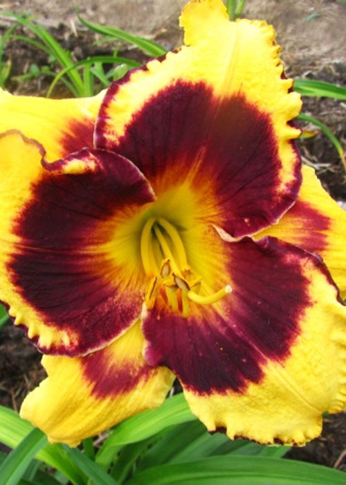 Лілійник "Elde Sperado