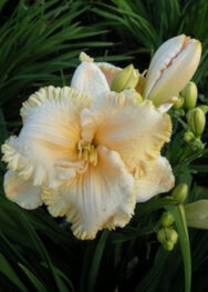 Лілійник " Enchanted Fores