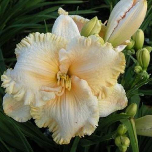 Лілійник " Enchanted Fores