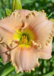 Лілійник "English Cameo"