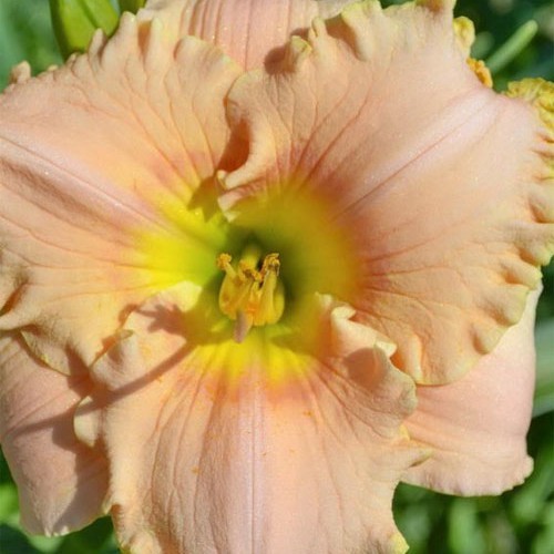 Лілійник "English Cameo"