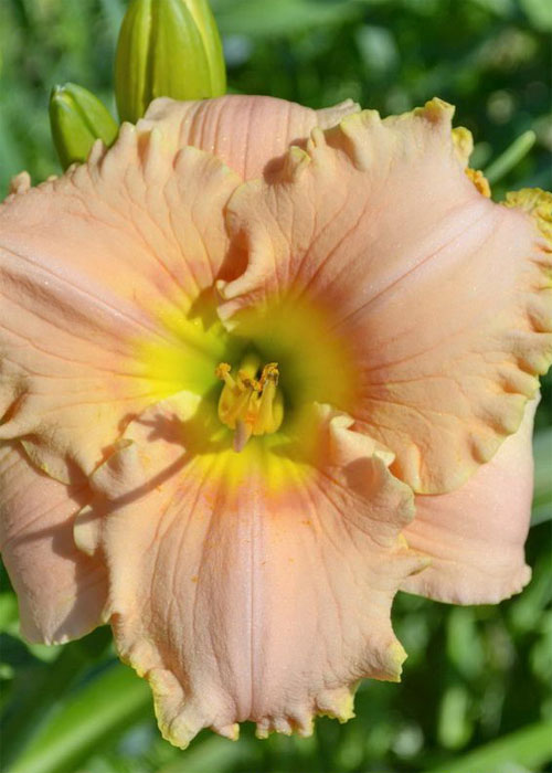 Лілійник "English Cameo"