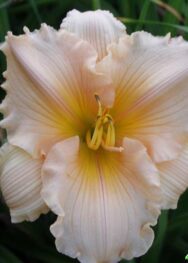 Лілійник "Feiry Tali Pink