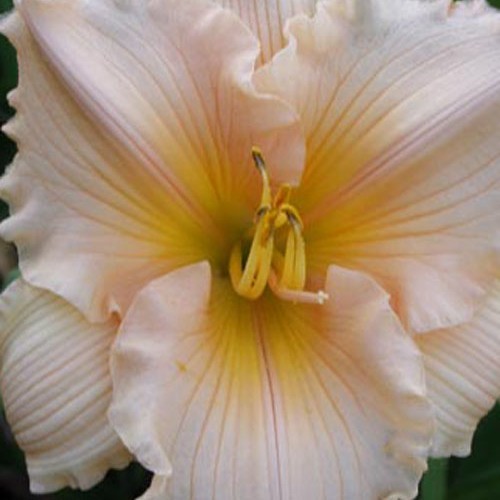 Лілійник "Feiry Tali Pink