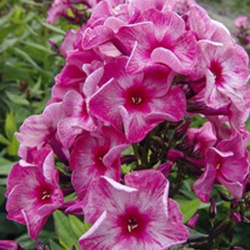 Флокс " Ferris Wheel