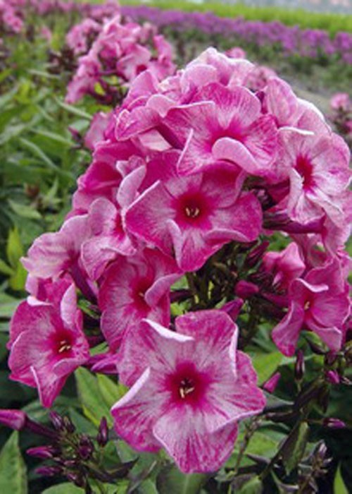 Флокс " Ferris Wheel