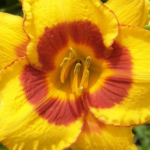 Лилейник "Foo Led my