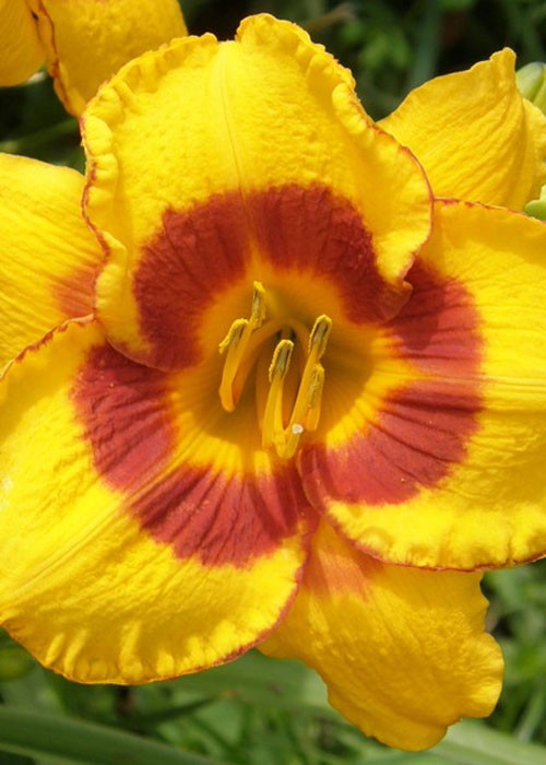 Лилейник "Foo Led my