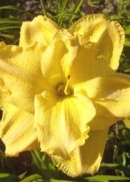 Лілійник "Forever Yund