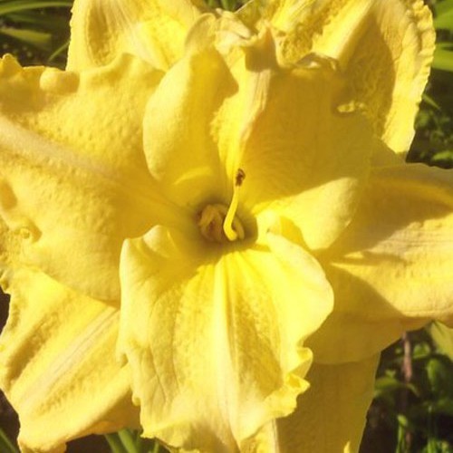 Лілійник "Forever Yund