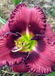 Лілійник "Forgotten Dreams