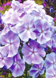 Флокс " Franz Schubert