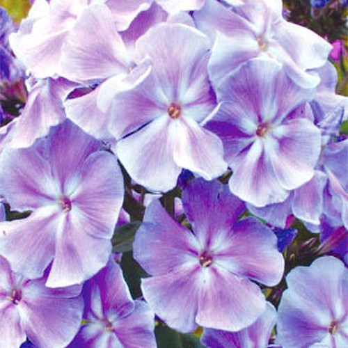 Флокс " Franz Schubert