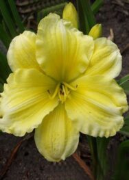 Лілійник "Girl Scout