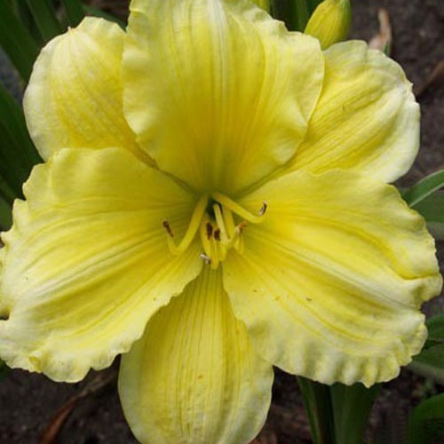 Лілійник "Girl Scout