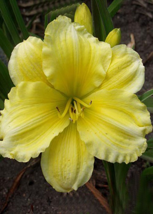 Лілійник "Girl Scout