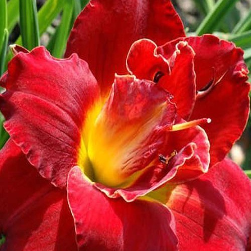 Лілійник "Highland Lord