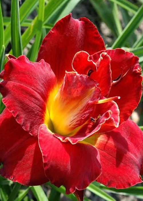 Лілійник "Highland Lord