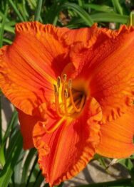 Лілійник "Hot Bronze