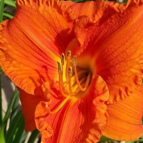 Лілійник "Hot Bronze