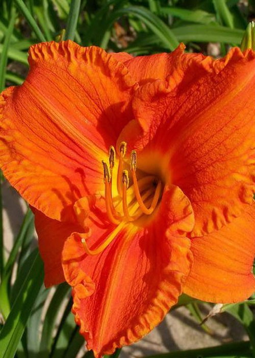 Лілійник "Hot Bronze