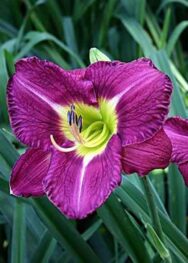 Лілійник "Indigo moon