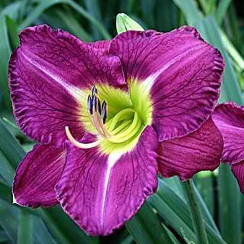 Лілійник "Indigo moon