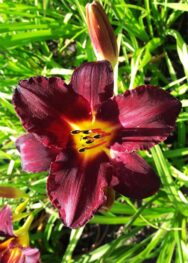 Лілійник Insparanion