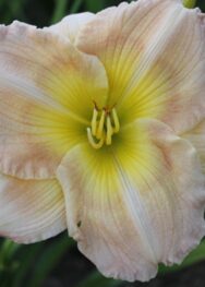 Лілійник "Instant Frindship