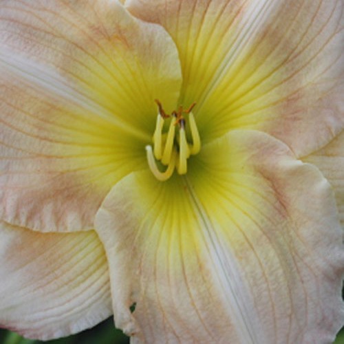 Лілійник "Instant Frindship