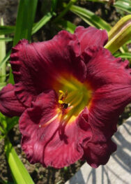 Лілійник "Jovial