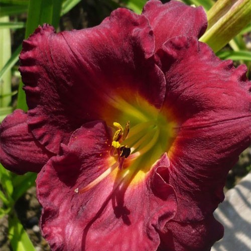 Лілійник "Jovial