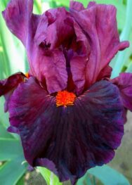 Ірис "Jump Start