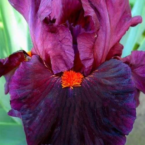 Ірис "Jump Start