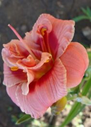 Лілійник "Justmy Suze"