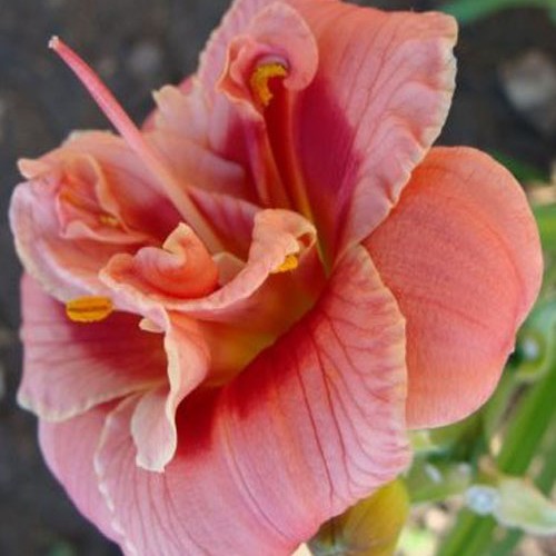 Лілійник "Justmy Suze"