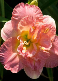 Лілійник "Lacy Dolly"