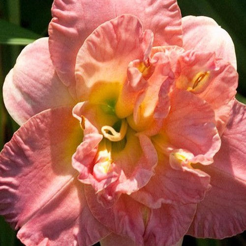 Лілійник "Lacy Dolly"