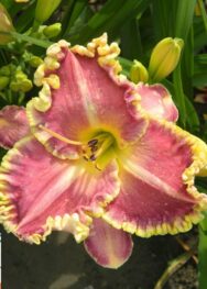 Лілійник "Light Years Away