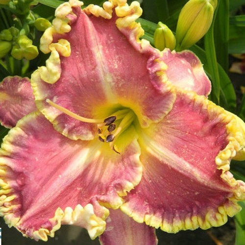 Лілійник "Light Years Away