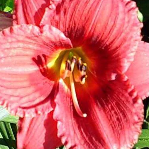 Лілійники "Linling Lady