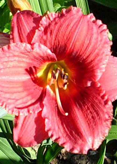 Лілійники "Linling Lady