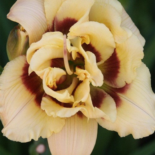 Лілійники "Littli miss manners