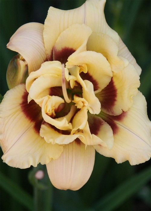 Лілійники "Littli miss manners