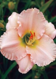 Лілійник "Lullabu babu