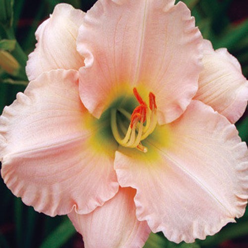 Лілійник "Lullabu babu