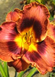 Лілійник "Mahanta